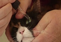 Как закапать глаза кошке